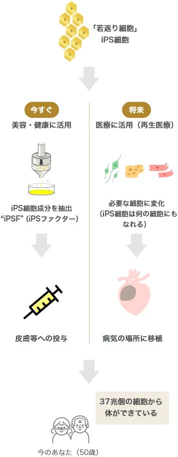 iPS細胞の用途